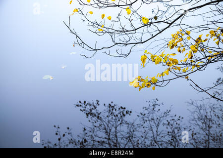 Herbstliche gelbes Blatt auf küstennahen Äste mit Reflexionen im kalten Blau noch Seewasser Stockfoto