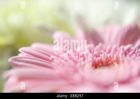 Sanfte Farben von Schnittblumen. Gerbera und Chrysanthemen in zartrosa und weiß. Stockfoto