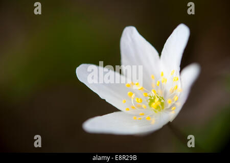 Buschwindröschen (Anemone Sylvestris). Eine einfache Feder, weiße Blume in Nahaufnahme mit gelben Staubgefäßen. Stockfoto