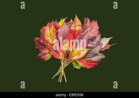 isolierte Bündel von bunten Herbst Blätter auf dunklem Hintergrund Stockfoto