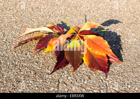 farbige Herbstblätter auf steinigen Boden Stockfoto