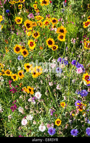 Teppich aus gemischten Wildblumen außerhalb eines englischen Cottage am Straßenrand Stockfoto