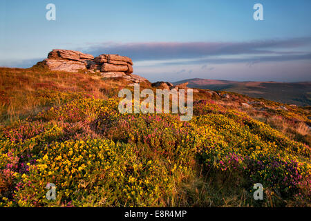 Blick vom Chinkwell Tor mit Heidekraut und Ginster im Dartmoor National Park, Devon Stockfoto