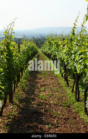 Reben am Schloss Vollrads Weingut in Oestrich-Winkel, Deutschland. Stockfoto