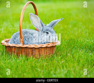 Niedliche kleine graue Kaninchen in den Korb auf dem grünen Rasen. Ostern-Hintergrund mit Exemplar Stockfoto