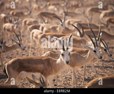 Gazellen. Arabian Wildlife im natürlichen Lebensraum. VEREINIGTE ARABISCHE EMIRATE Stockfoto