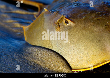 Horseshoe Crab, Limulus Polyphemus, Nahaufnahme, kommen aus Brandung an den Strand bei Flut zum Laichen Stockfoto