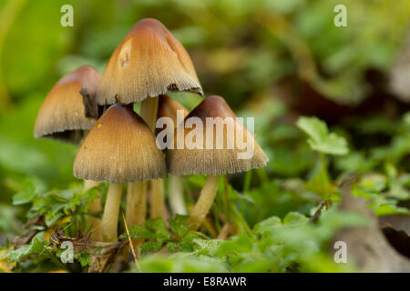 Eine Gruppe von glitzernden Inkcaps Stockfoto