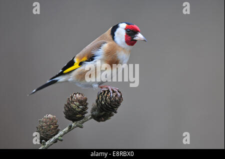 Stieglitze stehend auf einem Ast Stockfoto