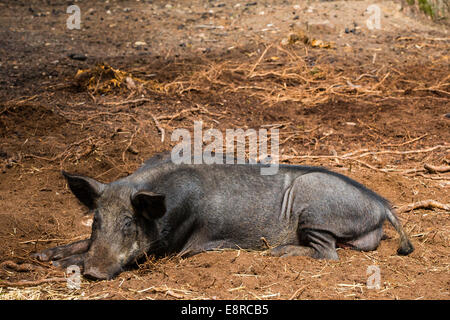 Ein Wildschwein in einen Wildpark im New Forest, Hampshire Stockfoto