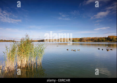 Weitwinkel-Foto eines großen Sees, flankiert von Bäumen in ihrer Herbst Blätter an einem sonnigen Tag. Eine Reihe von Enten schwimmen auf Stockfoto