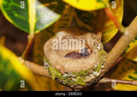 Baby-Vogel der Rufous tailed Kolibri im Nest, Costa Rica, Mittelamerika Stockfoto