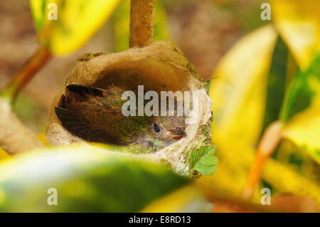 Baby-Kolibri der Rufous tailed im Nest, Costa Rica, Mittelamerika Stockfoto