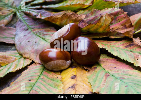 Aesculus Hippocastanum. Drei Kastanien auf den Blättern. Stockfoto