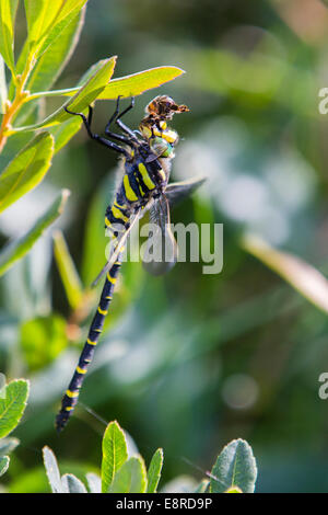 Eine goldene beringt Libelle Essen eine Biene im New Forest, Hampshire. Stockfoto