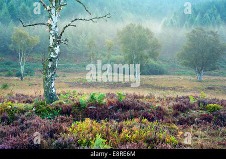 Nebligen Morgen in Sherbrooke Tal Spätsommer Frühherbst auf Cannock Chase Bereich der hervorragenden natürlichen Schönheit Staffordshire Stockfoto