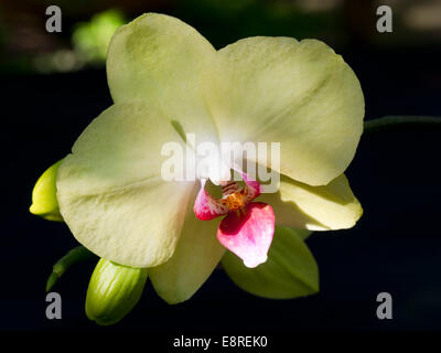 Orchideen Phalaenopsis Gelb mit Knospe Stockfoto