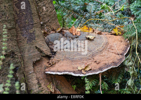 Südlichen Halterung Pilz Ganoderma Adspersum, auf eine alte Buche stumpf Stockfoto