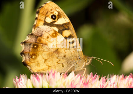 Erwachsene weibliche gesprenkelten Holz Schmetterling, Pararge Aegeria, ernähren sich von Nektar von Sedum Spectabile in einem Garten von Plymouth. Stockfoto