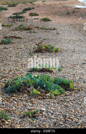 Seekohl auf einem Kiesstrand. Stockfoto