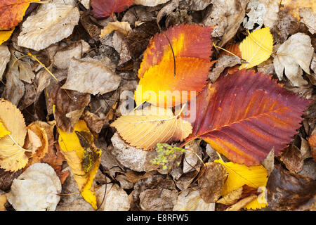 Buntes Laub trocken herbstlichen lag auf dem Boden im Wald Stockfoto