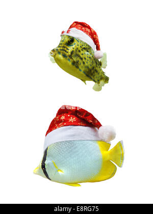 Weihnachten tropische Fische tragen eine Santa Hut und isoliert auf weißem Hintergrund Stockfoto
