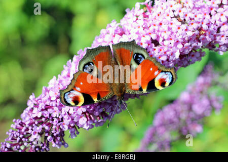 Fütterung auf eine Sommerflieder Blume in einem vorstädtischen Garten Tagpfauenauge Stockfoto