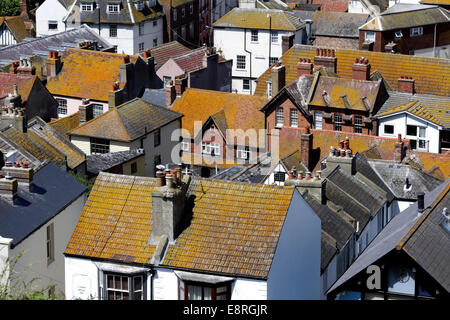 Flechten wachsen auf Dachziegeln drehen Hausdächer eine untypische glühende gelbbrauner Farbe. Hastings Altstadt, East Sussex. Stockfoto