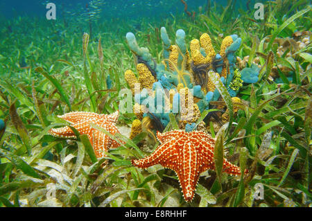 Unterwasserwelt mit bunten Schwämmen und Seesterne umgeben von Seegras im karibischen Meer Stockfoto