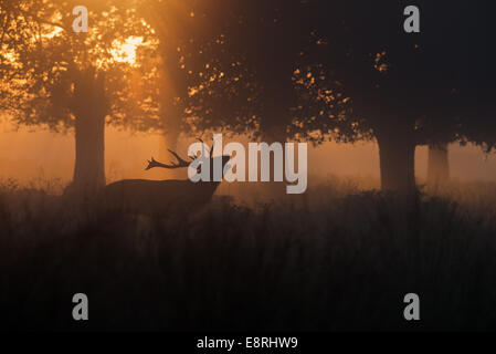 Männliche Rotwild (Hirsch) - Cervus Elaphus brüllen im Nebel bei Sonnenaufgang während der Brunftzeit im Richmond Park, London, Uk Stockfoto