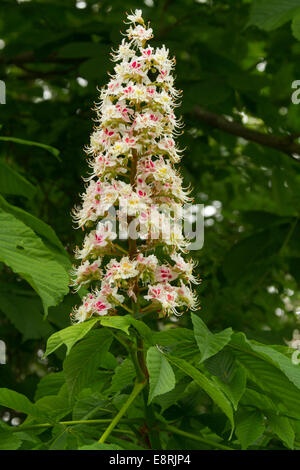 Smaragdgrünes Laub und hohen Spike von schönen rosa und weißen Blüten der britischen Pferd-Kastanie, Aesculus hippocastanum Stockfoto