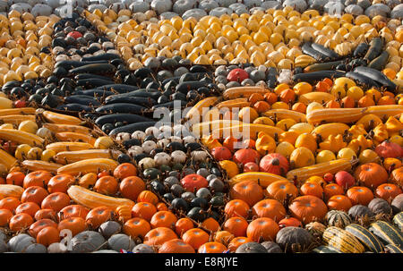 Anzeige der Kürbis Kürbis Sorten, Slindon Farm, West Sussex Stockfoto