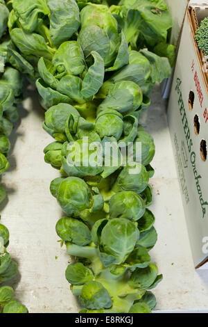 Rosenkohl (Brassica Oleracea) am Stiel bei Bauernmarkt - Pennsylvania USA Stockfoto