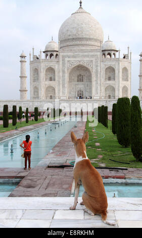 Blick auf das berühmte Taj Mahal in Agra in den frühen Morgenstunden Hund Stockfoto