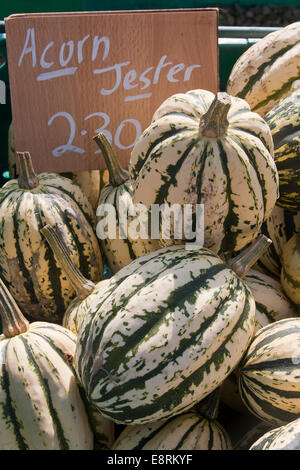 Eichel Jester Squash, UK Stockfoto