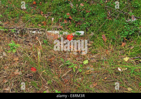 Pilze im Herbst Holz. Stockfoto