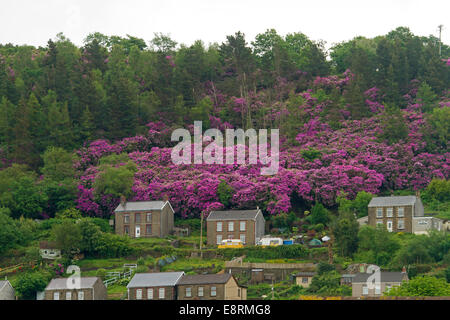 Weite Landstriche der lila blühenden Strauch, Rhododendron Ponticum, kolonisieren gebürtige Wälder neben Hütten der Stadt in Wales Stockfoto