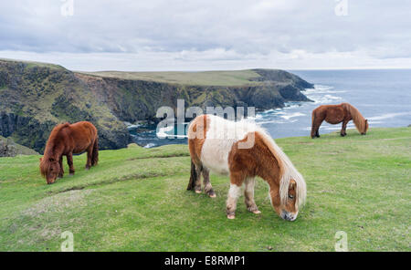 Shetland-Pony auf der Weide in der Nähe von hohen Klippen, Shetland-Inseln, Schottland. (Großformatige Größen erhältlich) Stockfoto