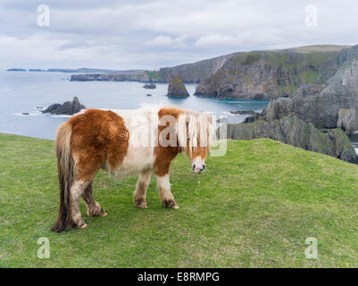 Shetland-Pony auf der Weide in der Nähe von hohen Klippen, Shetland-Inseln, Schottland. (Großformatige Größen erhältlich) Stockfoto