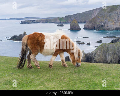 Shetland-Pony auf der Weide in der Nähe von hohen Klippen, Shetland-Inseln, Schottland. (Großformatige Größen erhältlich) Stockfoto