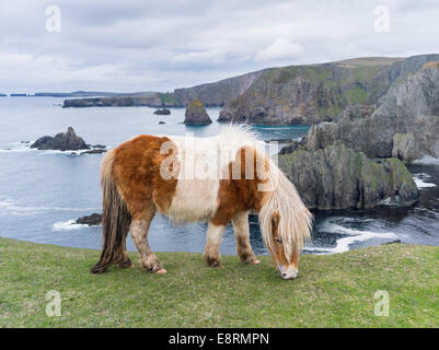Shetland-Pony auf der Weide in der Nähe von hohen Klippen, Shetland-Inseln, Schottland. (Großformatige Größen erhältlich) Stockfoto