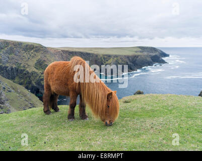 Shetland-Pony auf der Weide in der Nähe von hohen Klippen, Shetland-Inseln, Schottland. (Großformatige Größen erhältlich) Stockfoto