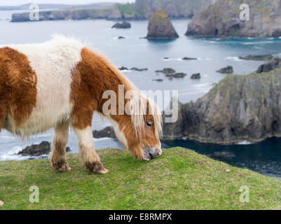 Shetland-Pony auf der Weide in der Nähe von hohen Klippen, Shetland-Inseln, Schottland. (Großformatige Größen erhältlich) Stockfoto