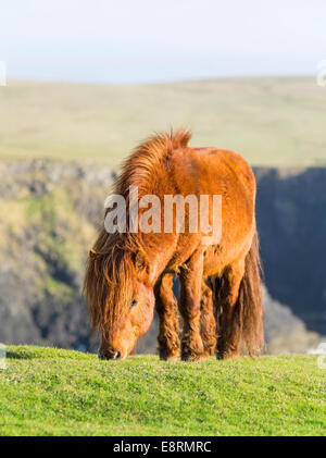 Shetland-Pony auf der Weide in der Nähe von hohen Klippen, Shetland-Inseln, Schottland. (Großformatige Größen erhältlich) Stockfoto