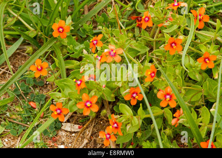 Britische Wildblumen, Cluster von kleinen leuchtend roten & Orange Blumen & Blätter der Scarlet Pimpernel - Anagallis arvensis Stockfoto