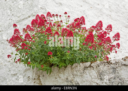 Centranthus Ruber, Baldrian, mit Masse von leuchtend rote Blüten, wachsen auf weiß gestrichenen Wand Beaumaris Anglesey Wales Stockfoto