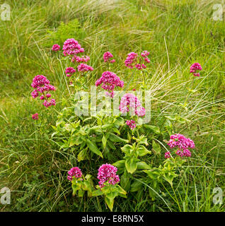 Leuchtend rot / rosa Wildblumen, Centranthus Ruber, Baldrian, wächst Gras auf Sanddünen am Strand von Port Eynon Wales Stockfoto