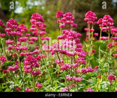 Cluster von leuchtend roten Wildblumen, Centranthus Ruber, Baldrian, wächst an Llandudno Wales Stockfoto