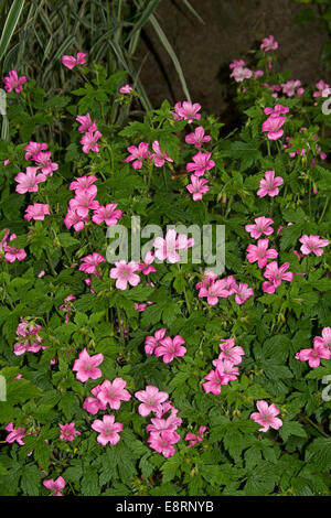 Cluster von hellen rosa britische Wildblumen, Geranium Robertianum, Krane Rechnung, mit Hintergrund der Smaragd grünes Laub Stockfoto