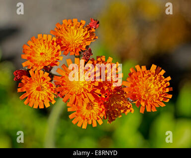 Cluster von leuchtend orange Wildblumen, Gruppe Aurantiaca, Fox und Cubs / Orange Habichtskraut vor grünem Hintergrund in der Nähe von Pitlochry in Schottland Stockfoto